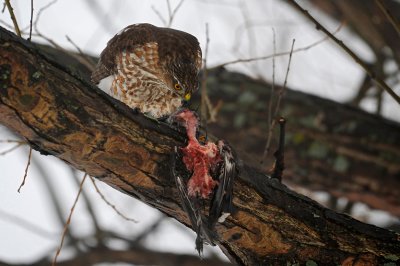 pervier brun / Sharp-shinned Hawk