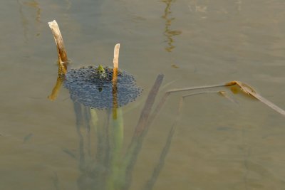 OEUFS DE GRENOUILLE LOPARD