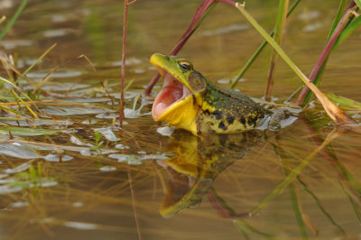 Ha ! !!!!!!!!!!  GRENOUILLE VERTE