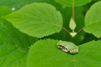 RAINETTE VERSICOLORE / Tree Frog