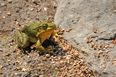 GRENOUILLE VERTE