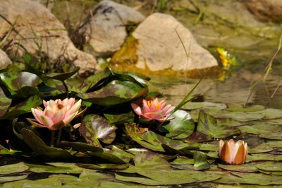 Nymphaea Colorado et Grenouille Verte