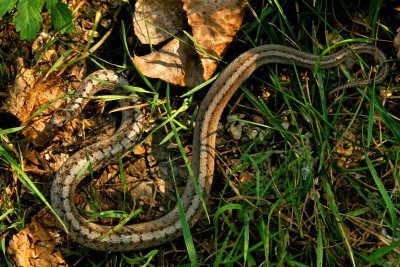 COULEUVRE BRUNE / NORTHERN BROWNSNAKE