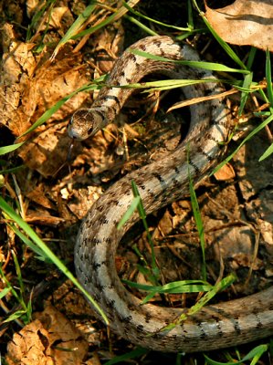 COULEUVRE BRUNE / NORTHERN BROWNSNAKE
