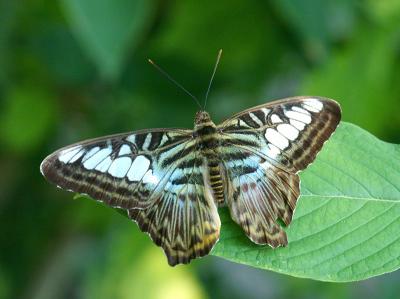 Butterfly 1117 b.jpg