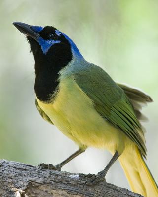 World Birding Center at Bentsen State Park, Mission, Texas