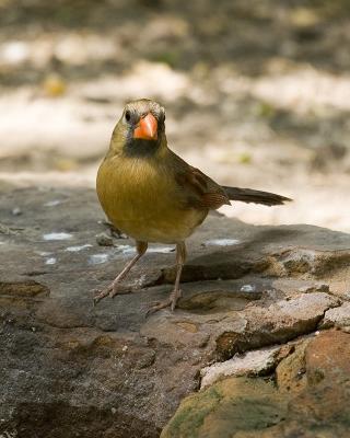 Cardinal Female 101.jpg