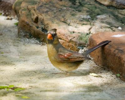 Cardinal Female 102.jpg