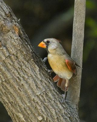 Cardinal Female 103.jpg