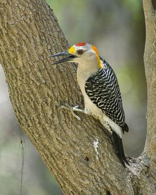 Golden Fronted WP 102.jpg