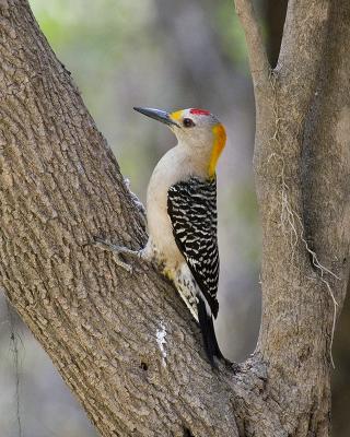 Golden Fronted WP 103.jpg