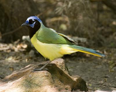 Green Jay 102.jpg