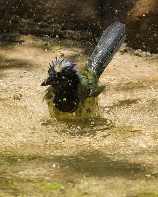 Green Jay 103.jpg