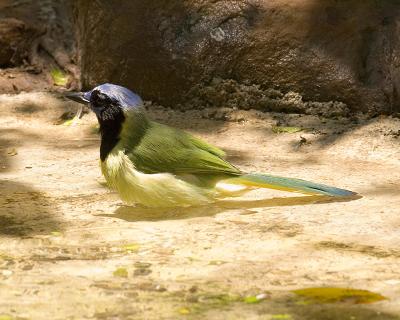 Green Jay 104.jpg