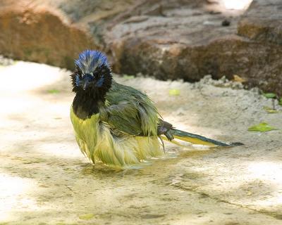 Green Jay 108.jpg