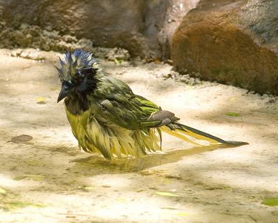 Green Jay 109.jpg