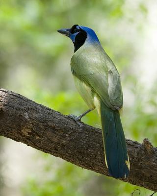 Green Jay 110.jpg