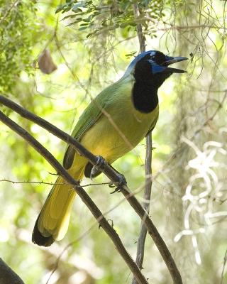 Green Jay 111.jpg