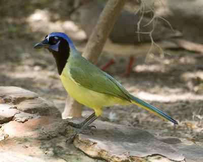 Green Jay A.jpg