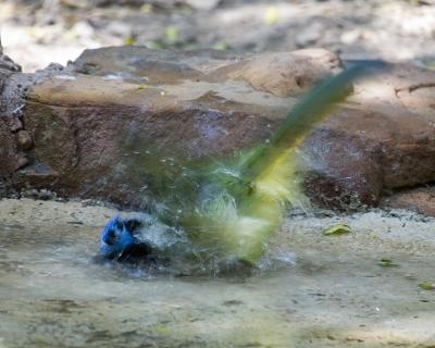 Green Jay B.jpg