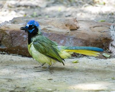 Green Jay C.jpg