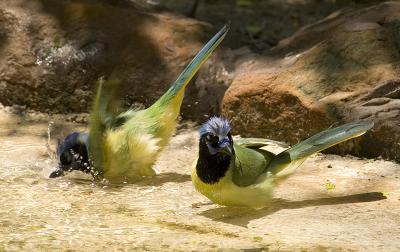 Green Jays.jpg