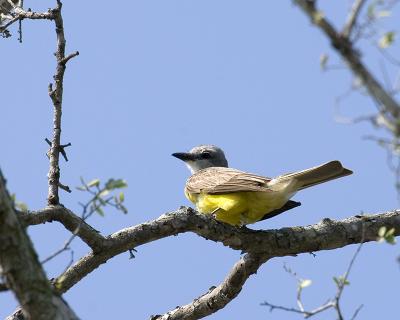 Kingbird.jpg