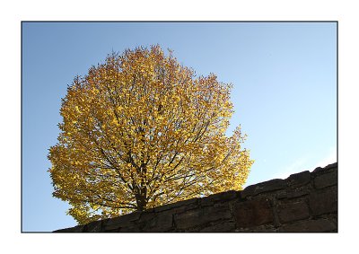 Autumn in Monschau