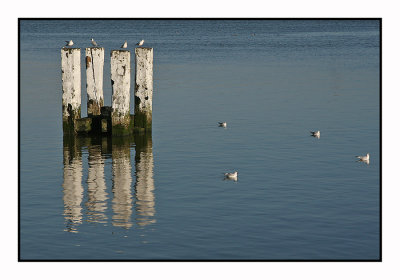 Belgian Coast 2008