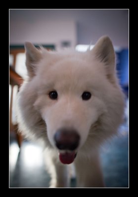 Nikon, In Memorium December 2004-March 31, 2011