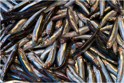 Sardines