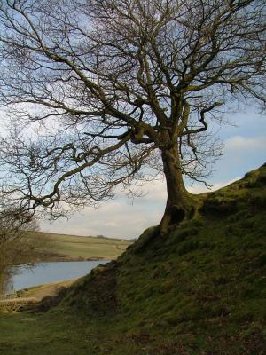 Bare tree.