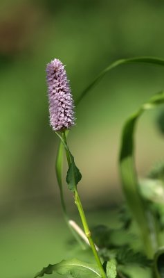 AMJ_6888.jpg