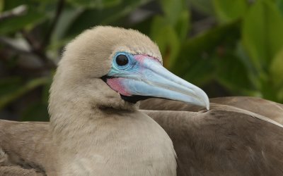 red footed booby