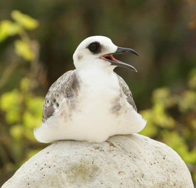 Juvenile Swallow tailed gull