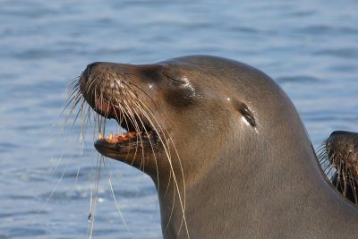 sea lion