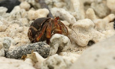 hermit crab