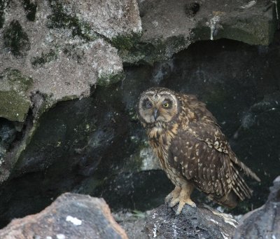 short eared owl