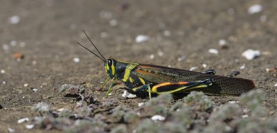 galapagos grasshopper