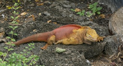 land iguana