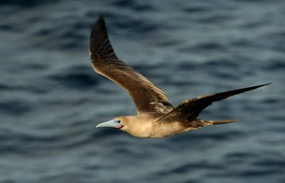 red footed booby in flight