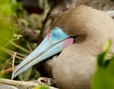 red footed booby asleep