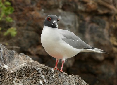 swallow tailed gull