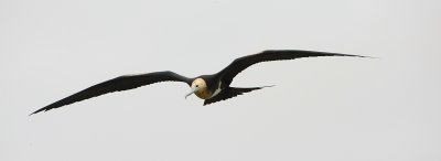 female frigate bird in flight