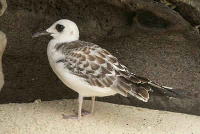 Juvenile Swallow tailed gull