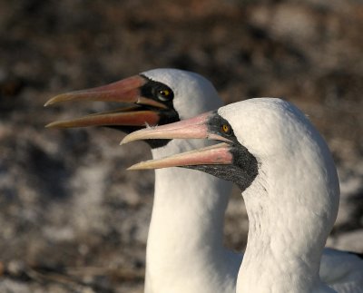 Nazca Boobies