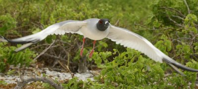  Swallow tailed gull