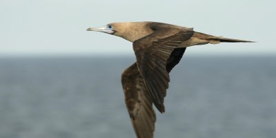 red footed booby in flight