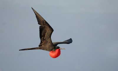 Galapagos Wildlife