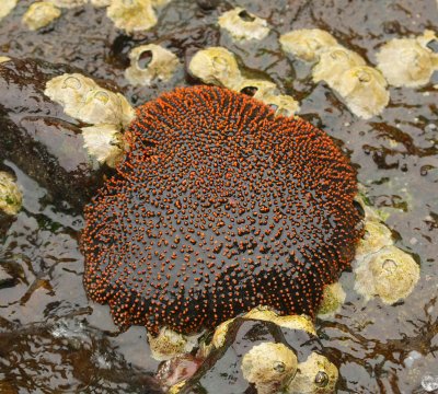 Galapagos Wildlife